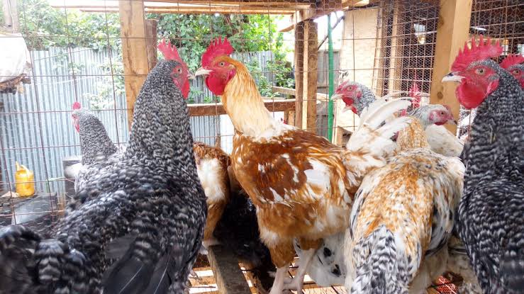 Improved Kienyeji Chickens & Chicks (Coming Soon)